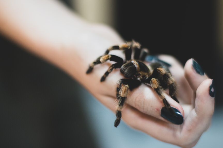 Wystawa "Fascynujący świat pająków i skorpionów" w Krośnie