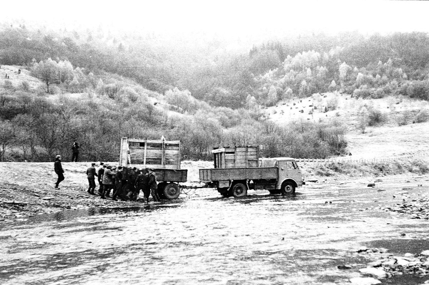 60 lat od powrotu żubra w Bieszczady 