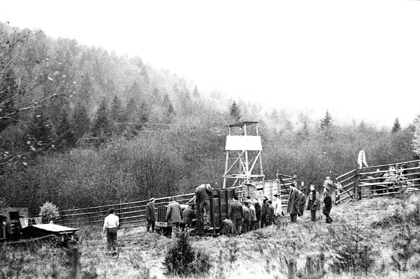 60 lat od powrotu żubra w Bieszczady 