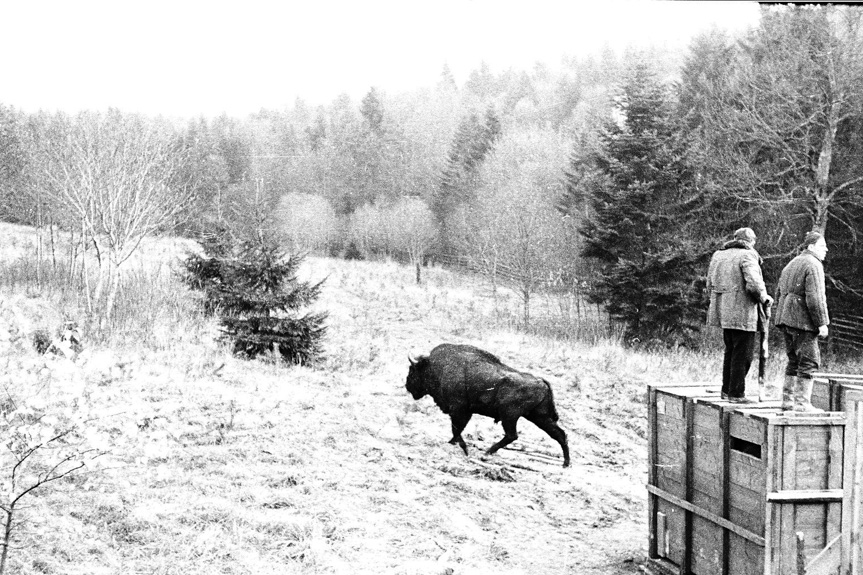 60 lat od powrotu żubra w Bieszczady 