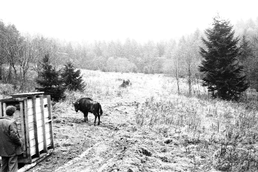 60 lat od powrotu żubra w Bieszczady 