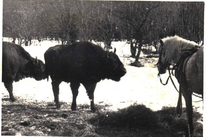 60 lat od powrotu żubra w Bieszczady 