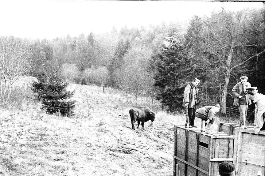 60 lat od powrotu żubra w Bieszczady 