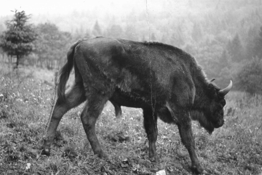 60 lat od powrotu żubra w Bieszczady 