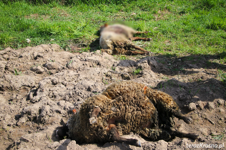 Atak wilków w Iskrzyni