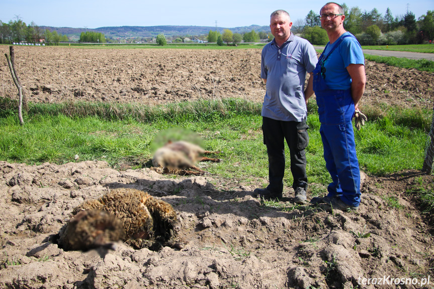 Atak wilków w Iskrzyni