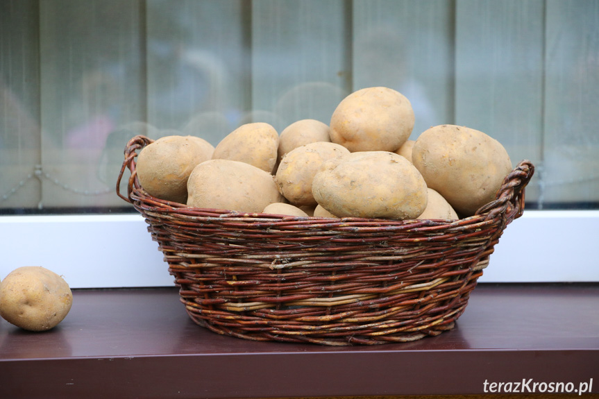 Dzień Pieczonego Ziemniaka w przedszkolu w Krośnie