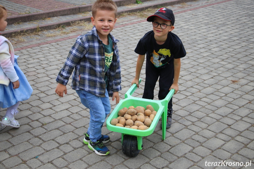 Dzień Pieczonego Ziemniaka w przedszkolu w Krośnie