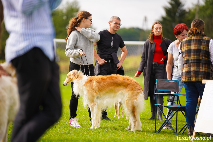 I Podkarpacka Wystawa Psów Myśliwskich w Odrzykoniu