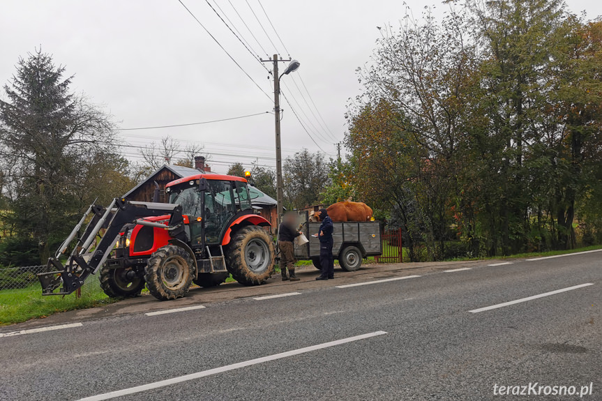 Kolizja z krową