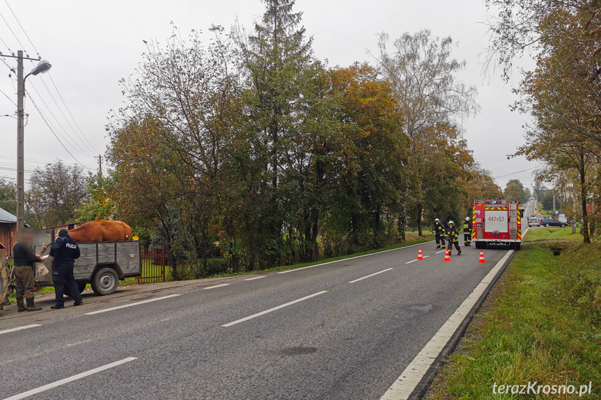 Kolizja z krową