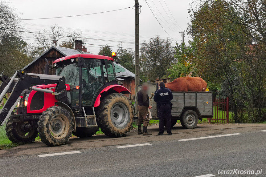 Kolizja z krową