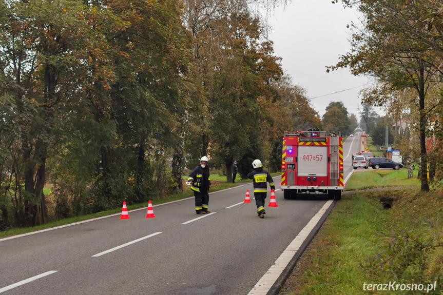 Kolizja z krową