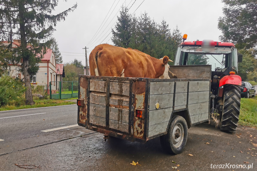 Kolizja z krową