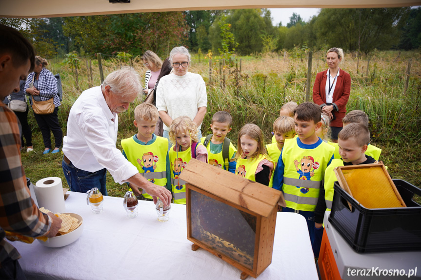 Miodobranie w Krośnie