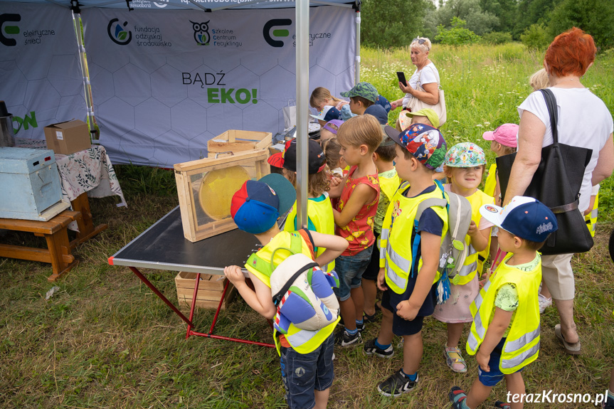 Miodobranie w Krośnie