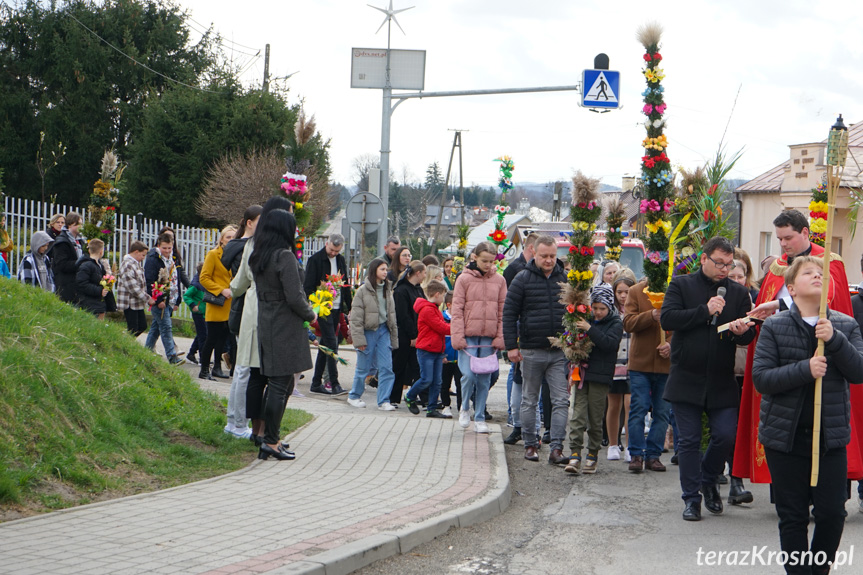 Parada palm w Zręcinie