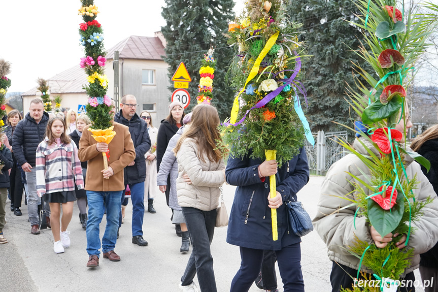 Parada palm w Zręcinie