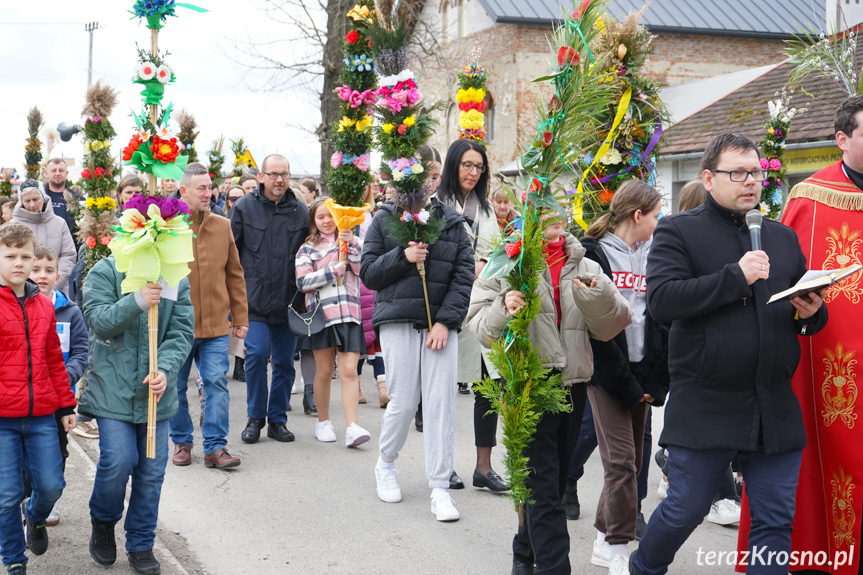 Parada palm w Zręcinie