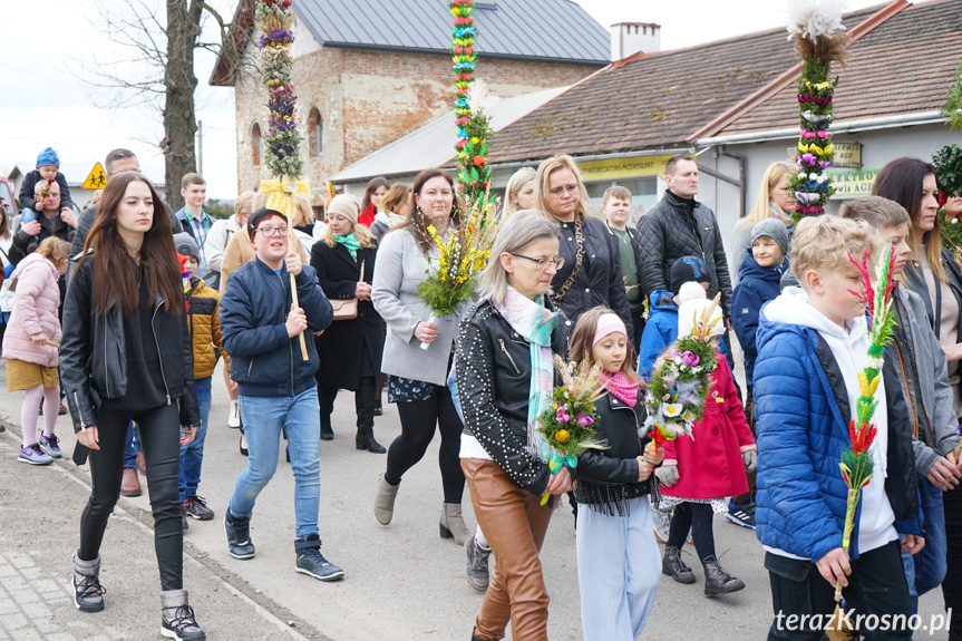 Parada palm w Zręcinie