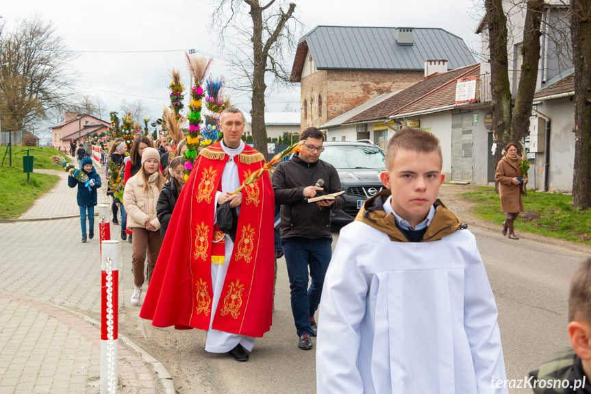 Parada palm w Zręcinie