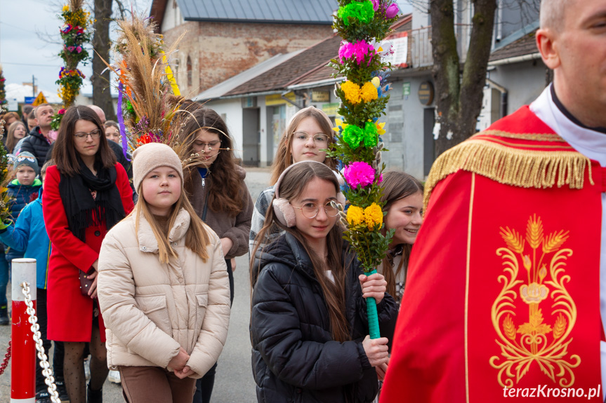 Parada palm w Zręcinie