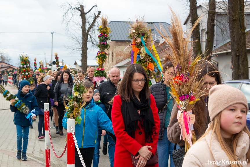 Parada palm w Zręcinie