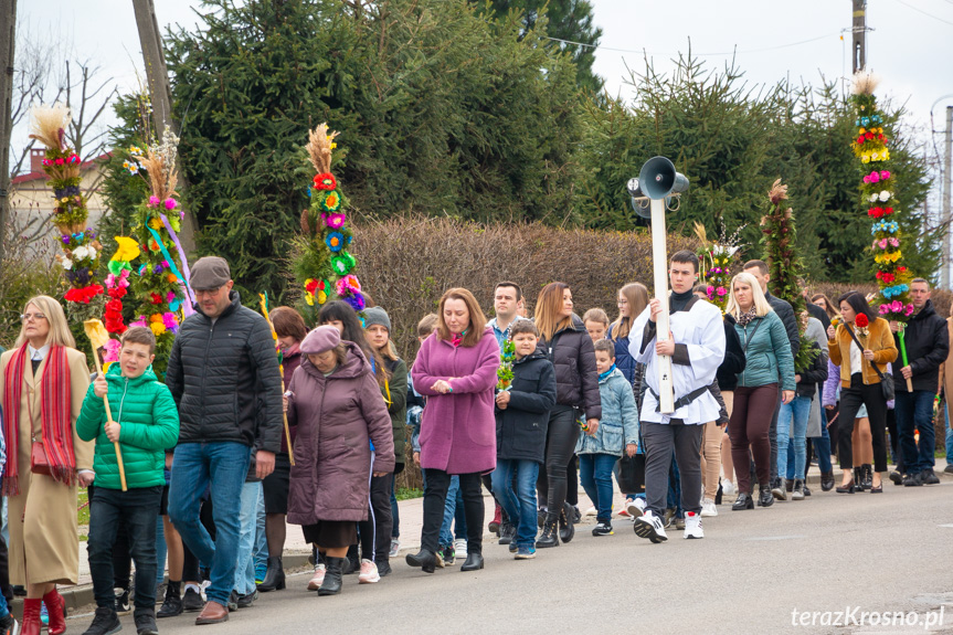 Parada palm w Zręcinie