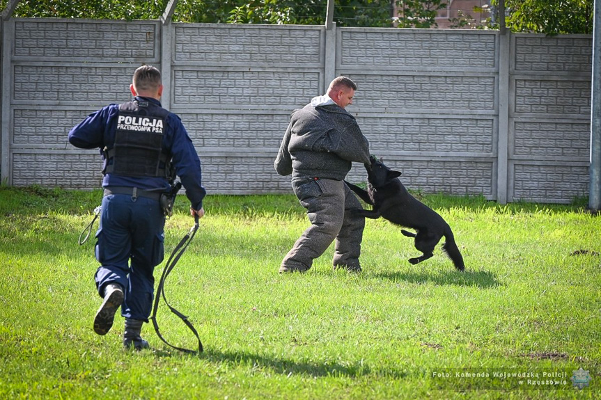 Policyjne psy z Podkarpacia zdały egzamin