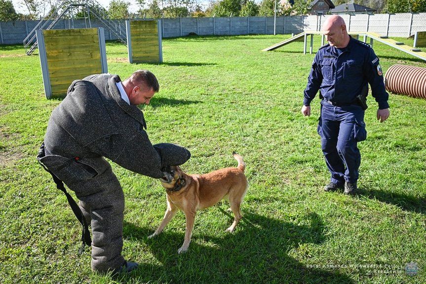 Policyjne psy z Podkarpacia zdały egzamin