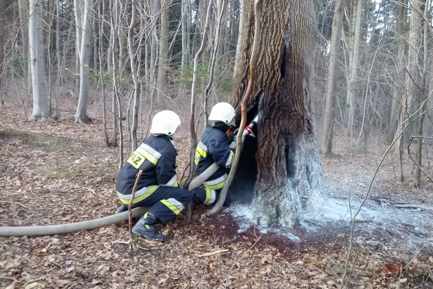 Pożar drzewa w Zręcinie