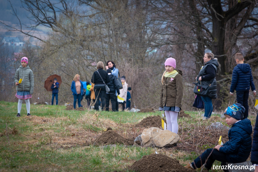 Sadzenie drzew i utworzenie Dębowej Alejki Papieskiej w Dukli