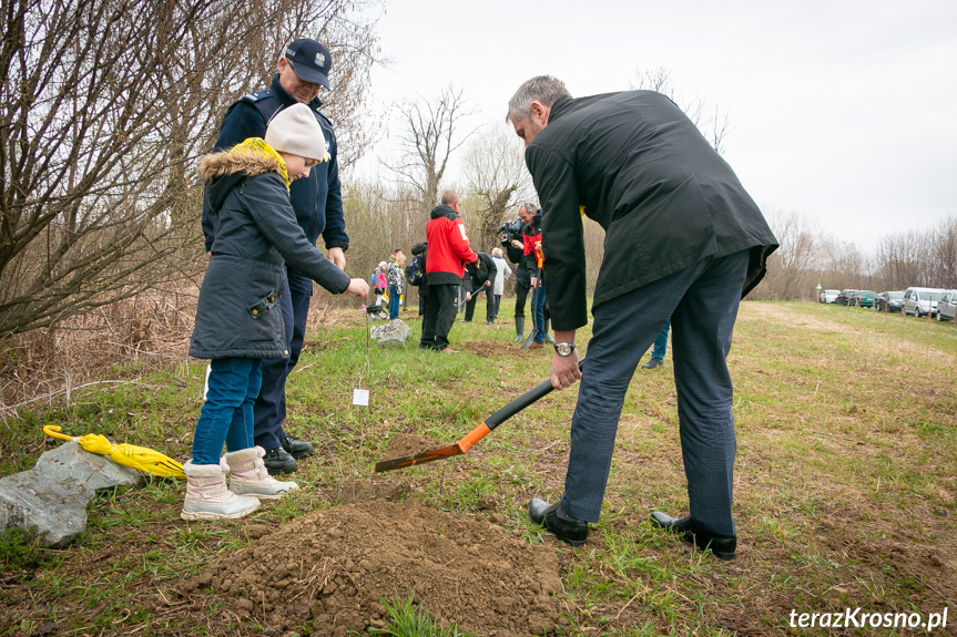 Sadzenie drzew i utworzenie Dębowej Alejki Papieskiej w Dukli