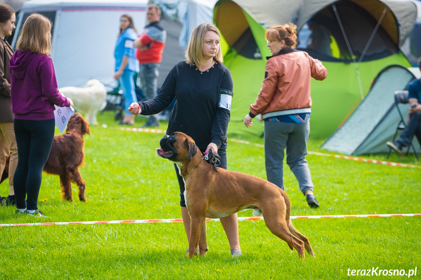 XXXI Podkarpacka Wystawa Psów Rasowych