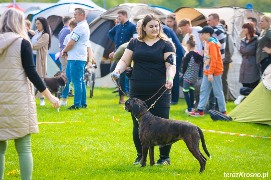 XXXI Podkarpacka Wystawa Psów Rasowych