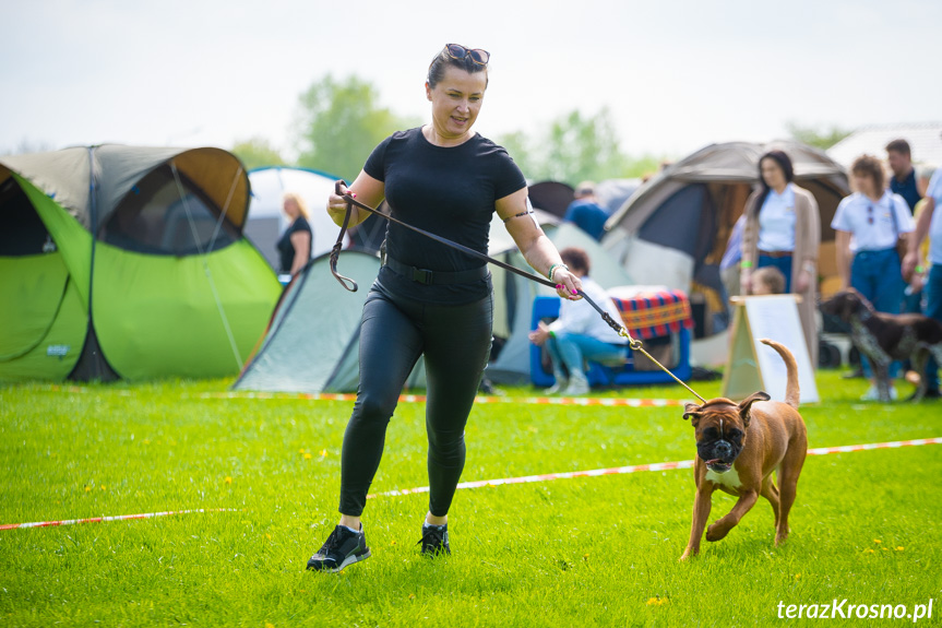 XXXI Podkarpacka Wystawa Psów Rasowych