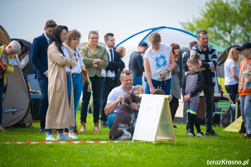 XXXI Podkarpacka Wystawa Psów Rasowych