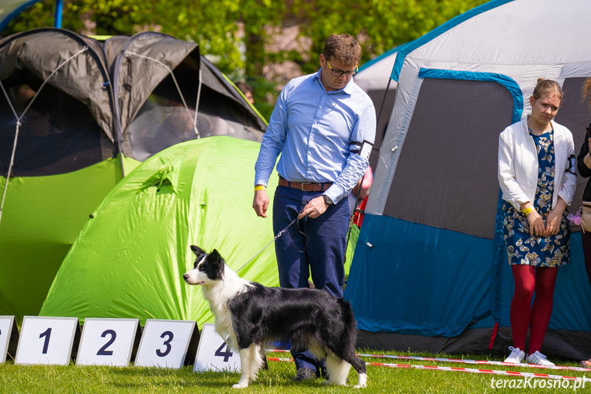 XXXIII Podkarpacka Wystawa Psów Rasowych