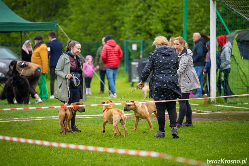 XXXIV Podkarpacka Wystawa Psów Rasowych