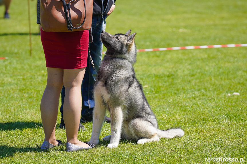  XXXVI Podkarpacka Wystawa Psów Rasowych