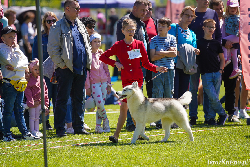  XXXVI Podkarpacka Wystawa Psów Rasowych